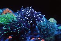 Reef Addictz on Oct 20, 2020