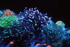 Reef Addictz on Oct 20, 2020