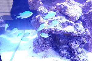 Blue green chromis Thumbnail