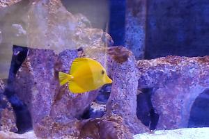 Yellow tang Thumbnail