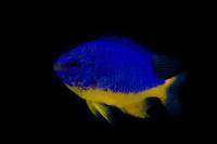 Yellow Belly Thumbnail