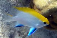 Blue Fin Damsel Thumbnail
