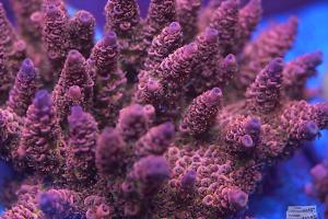 My Aquarium Thumbnail