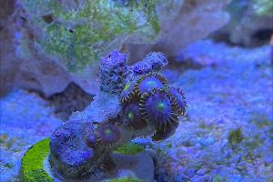 Blue Ice Zoanthid Thumbnail