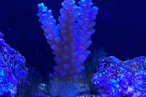 Acropora Thumbnail