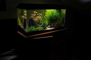 Akvarij Thumbnail