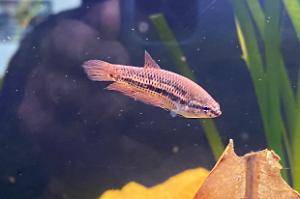 Betta Smaragdina F Thumbnail