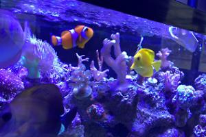 Yellow tang Thumbnail