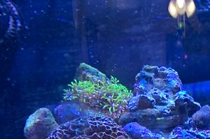 Green Star Polyp Thumbnail