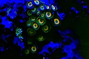 Scrambled eggs Zoa Thumbnail