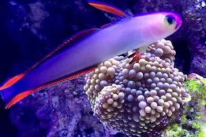 Purple Fire Fish Thumbnail