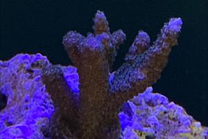 Acropora Thumbnail