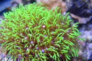 Star polyps Thumbnail