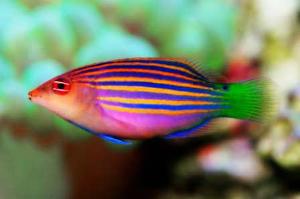 Sixline wrasse Thumbnail