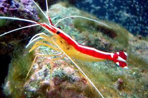 Cleaner Shrimp Thumbnail