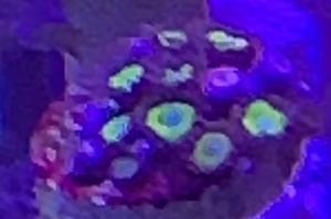 Belladonna Zoas Thumbnail