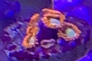 Spitfire Zoas Thumbnail