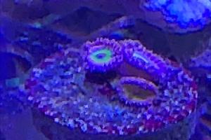 Chucky’s Bride Zoas Thumbnail