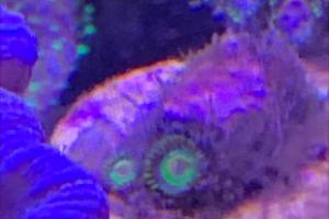 Fruitloops Zoa Thumbnail