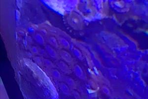 Redbull Zoas Thumbnail