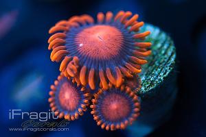 Bam Bams Zoanthids Thumbnail