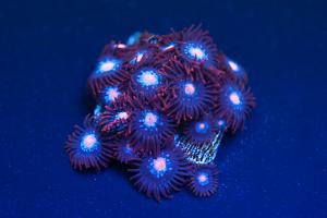 Mystiques Zoanthids Thumbnail