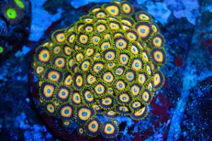 Scrambled Eggs Zoanthids Thumbnail