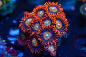 Speckled Fire Zoanthids Thumbnail