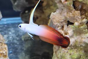 Firefish Thumbnail