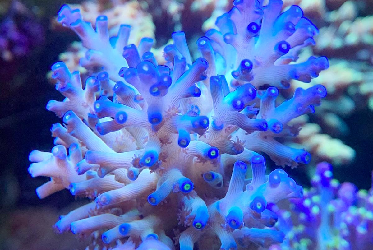 bluemoonreef on Dec 1, 2020