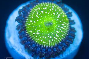 Frozen Apple Zoanthids Thumbnail