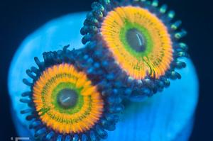 Iron Fist Zoanthids Thumbnail