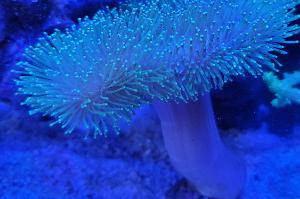 Green Toadstool. Thumbnail