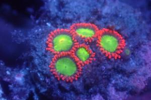 Goblins on Fire Zoanthid Thumbnail