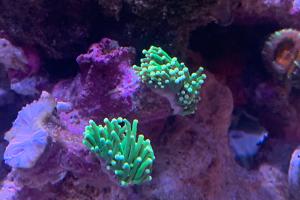 Euphyllia g. green mint Thumbnail