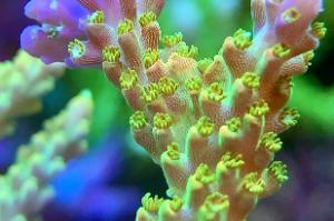 bluemoonreef Thumbnail