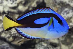 Blue Hippo Tang Thumbnail