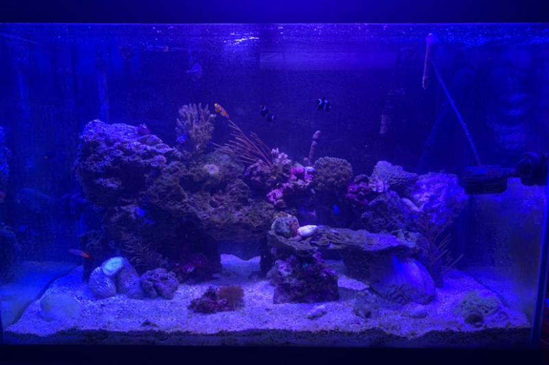 My 150gal Thumbnail