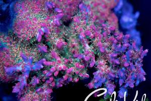 Vivid's Confetti Thumbnail