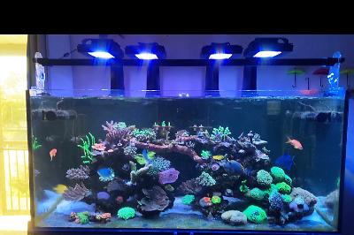 Mixed reef on Dec 9, 2020