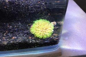 Green Star Polyp Thumbnail
