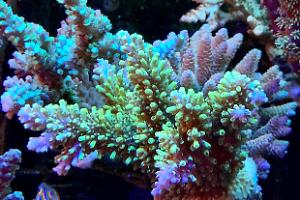 Acropora Thumbnail