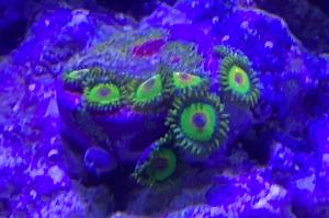 Rasta Zoanthid Thumbnail