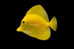 Yellow Tang Thumbnail
