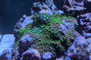 candy apple zoanthid Thumbnail
