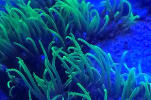 Green Star Polyp Thumbnail