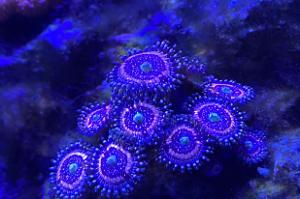 Armour of God Zoanthid Thumbnail