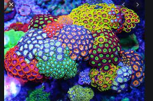 Zoanthids coral Thumbnail