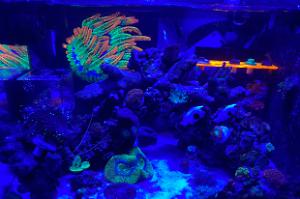 The Reef Thumbnail