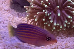 Six Line Wrasse Thumbnail